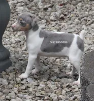 KINDLE MINI MERLE FEMALE, a female Rat Terrier for sale in Grovespring, MO – 2 of 7