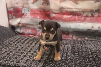 CANYON- BLK/TAN MINI MALE, a male Rat Terrier for sale in Grovespring, MO – 3 of 3