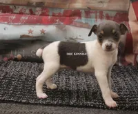 Baby Mini Female #3, a female Rat Terrier for sale in Grovespring, MO – 2 of 3