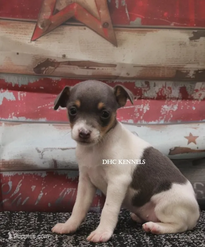 Baby Mini Female #3 – Rat Terrier puppy for sale in Grovespring, MO
