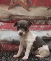 Baby Mini Female #3, a female Rat Terrier for sale in Grovespring, MO – 1 of 3