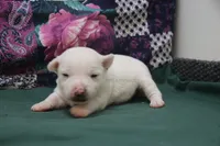 processed/93f804b5-c3cb-43e1-b28c-835a4b40b92e/listing/2c271d0b-2631-4c33-a856-71565d2547aa/3628dc1c-b5d5-448a-9aeb-6f64541b6c99