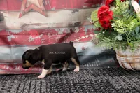Ranger- tri male, a male Rat Terrier for sale in Grovespring, MO – 2 of 6