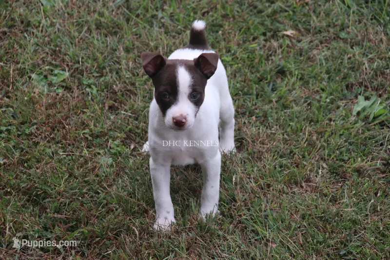 MALE CHOCOLATE TRI – Rat Terrier puppy for sale in Grovespring, MO