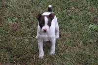 MALE CHOCOLATE TRI, a male Rat Terrier for sale in Grovespring, MO – 1 of 4