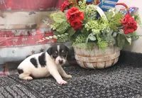 Journey- AKC Mini Male, a male Rat Terrier for sale in Grovespring, MO – 4 of 4