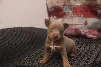 GUNTHER- BLUE/TAN MINI MALE, a male Rat Terrier for sale in Grovespring, MO – 3 of 4