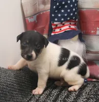 Rebel- AKC Mini Male, a male Rat Terrier for sale in Grovespring, MO – 4 of 5