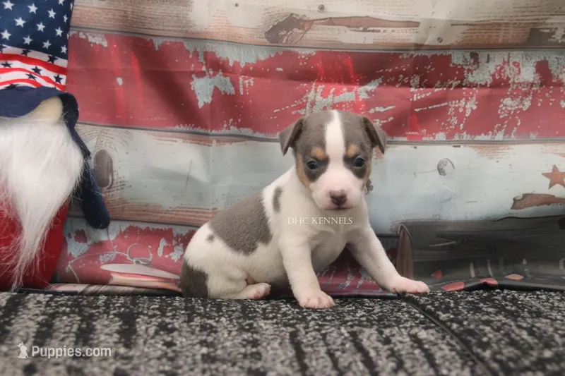 Boone- blue and white male – Rat Terrier puppy for sale in Grovespring, MO