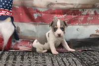 Boone- blue and white male, a male Rat Terrier for sale in Grovespring, MO – 1 of 4