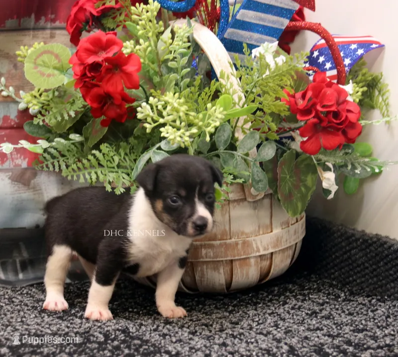 Dixie- AKC Mini Female – Rat Terrier puppy for sale in Grovespring, MO