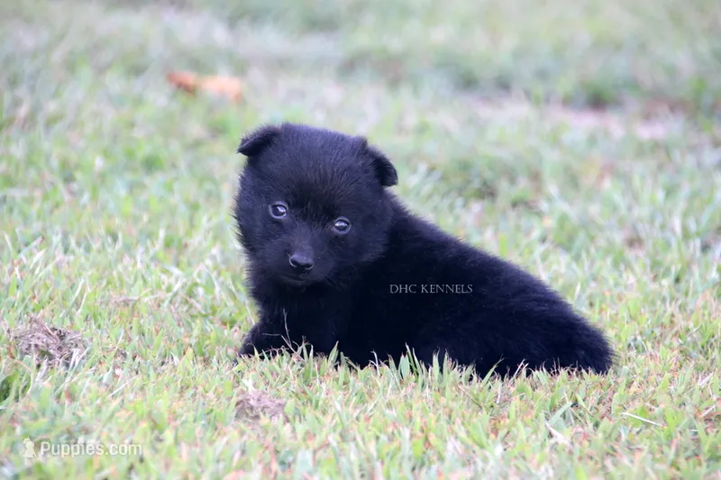 AKC Willow-female docked tail  – Schipperke puppy for sale in Grovespring, MO