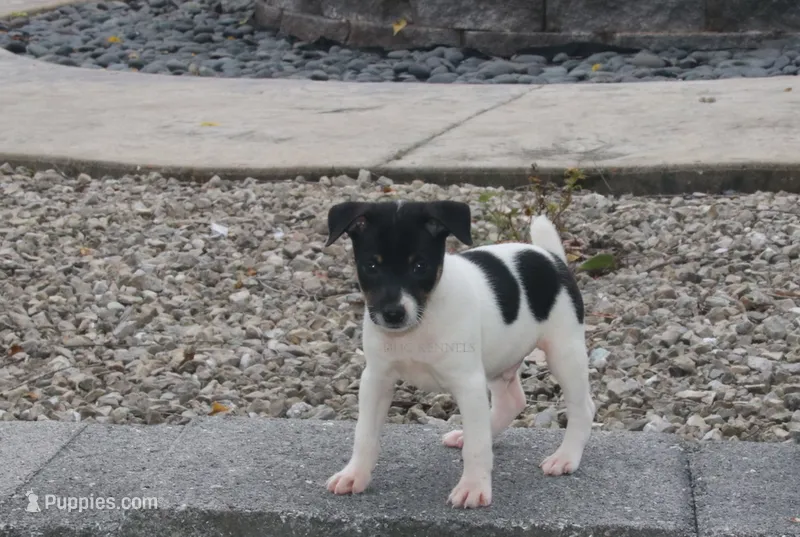 Rebel- AKC Mini Male – Rat Terrier puppy for sale in Grovespring, MO