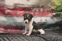 SPIRIT- TOY MALE , a male Rat Terrier for sale in Grovespring, MO – 4 of 4