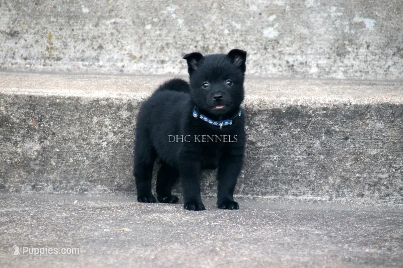 AKC Barnaby-natural tail – Schipperke puppy for sale in Grovespring, MO