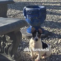 AKC Aurora, a female Rat Terrier for sale in Grovespring, MO – Photo 3 of 10