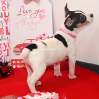 AKC Aurora, a female Rat Terrier for sale in Grovespring, MO – Photo 5 of 10