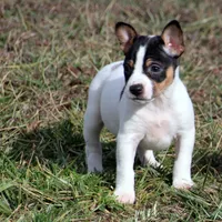 AKC Aurora, a female Rat Terrier for sale in Grovespring, MO – Photo 7 of 10