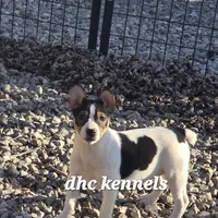 AKC Aurora, a female Rat Terrier for sale in Grovespring, MO – Photo 2 of 10