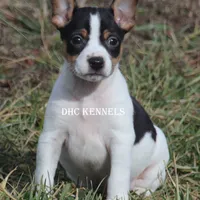 AKC Aurora, a female Rat Terrier for sale in Grovespring, MO – Photo 6 of 10