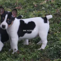 AKC Aurora, a female Rat Terrier for sale in Grovespring, MO – Photo 8 of 10