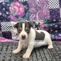 AKC Aurora, a female Rat Terrier for sale in Grovespring, MO – Photo 10 of 10