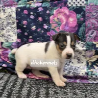 AKC Aurora, a female Rat Terrier for sale in Grovespring, MO – Photo 9 of 10