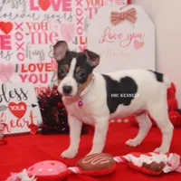 AKC Aurora, a female Rat Terrier for sale in Grovespring, MO – Photo 4 of 10