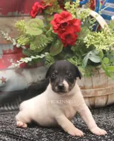 Rebel- AKC Mini Male, a male Rat Terrier for sale in Grovespring, MO – 3 of 5