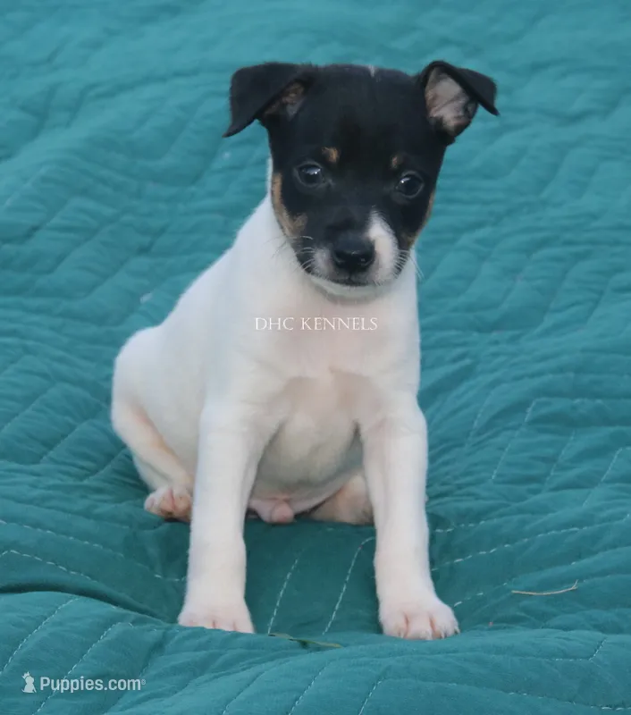 Rebel- AKC Mini Male – Rat Terrier puppy for sale in Grovespring, MO