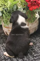 Rocket- AKC Mini Male, a male Rat Terrier for sale in Grovespring, MO – 2 of 6
