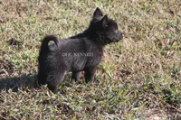 Male Schipperke, a male Schipperke for sale in Grovespring, MO – 2 of 3