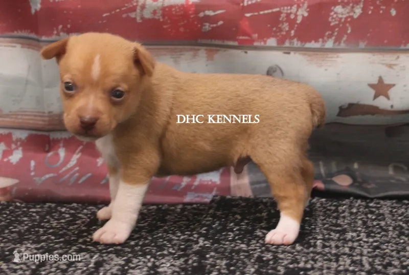 COPPER- APRICOT/WHITE MINI  – Rat Terrier puppy for sale in Grovespring, MO