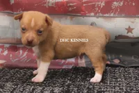 COPPER- APRICOT/WHITE MINI , a male Rat Terrier for sale in Grovespring, MO – 1 of 4