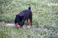 AKC Mabel-standard size, a female Rat Terrier for sale in Grovespring, MO – 2 of 3