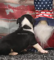 Rocket- AKC Mini Male, a male Rat Terrier for sale in Grovespring, MO – 3 of 6