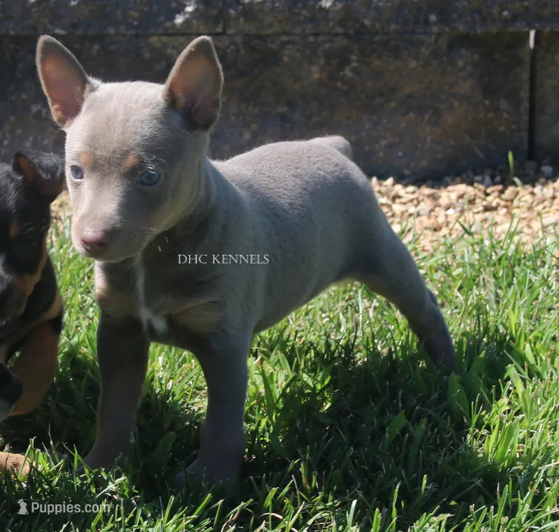 GUNTHER- BLUE/TAN MINI MALE – Rat Terrier puppy for sale in Grovespring, MO