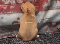 COPPER- APRICOT/WHITE MINI , a male Rat Terrier for sale in Grovespring, MO – 3 of 4