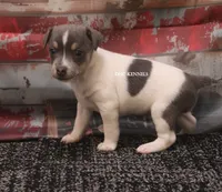 Dakota MINI BLUE TRI MALE, a female Rat Terrier for sale in Grovespring, MO – 2 of 3