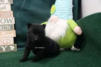 AKC PATTY, a female Schipperke for sale in Grovespring, MO – Photo 1 of 3