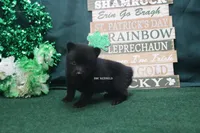 AKC PATTY, a female Schipperke for sale in Grovespring, MO – Photo 2 of 3
