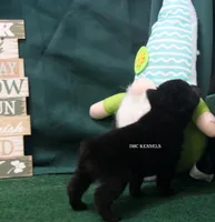 AKC PATTY, a female Schipperke for sale in Grovespring, MO – Photo 3 of 3