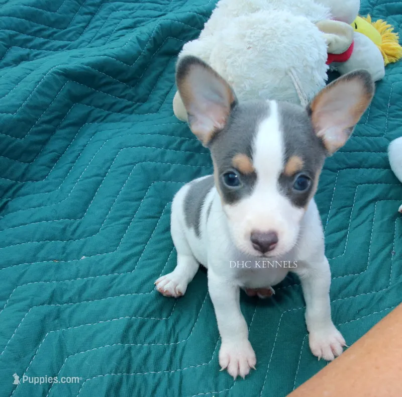 Boone- TOY blue and white male – Rat Terrier puppy for sale in Grovespring, MO