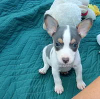 Boone- TOY blue and white male, a male Rat Terrier for sale in Grovespring, MO – 1 of 8