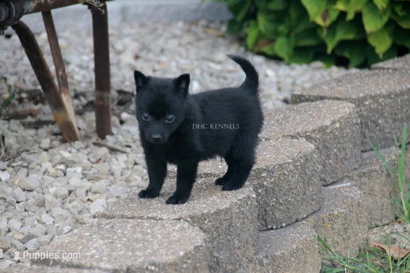TITUS- AKC MALE- NATURAL TAIL – Schipperke puppy for sale in Grovespring, MO