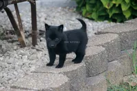 TITUS- AKC MALE- NATURAL TAIL, a male Schipperke for sale in Grovespring, MO – 1 of 4