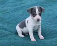 Boone- TOY blue and white male, a male Rat Terrier for sale in Grovespring, MO – 4 of 8