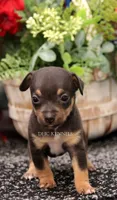 Liberty- Toy Female, a female Rat Terrier for sale in Grovespring, MO – 5 of 5