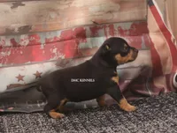 RAISEN- BLK TAN MINI, a female Rat Terrier for sale in Grovespring, MO – 4 of 4
