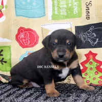 AKC- MILO, a male Rat Terrier for sale in Grovespring, MO – Photo 5 of 10